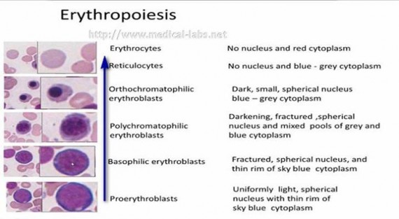 Erythropoiesis
