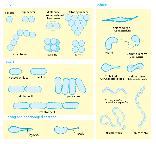 Bacteria Morphology