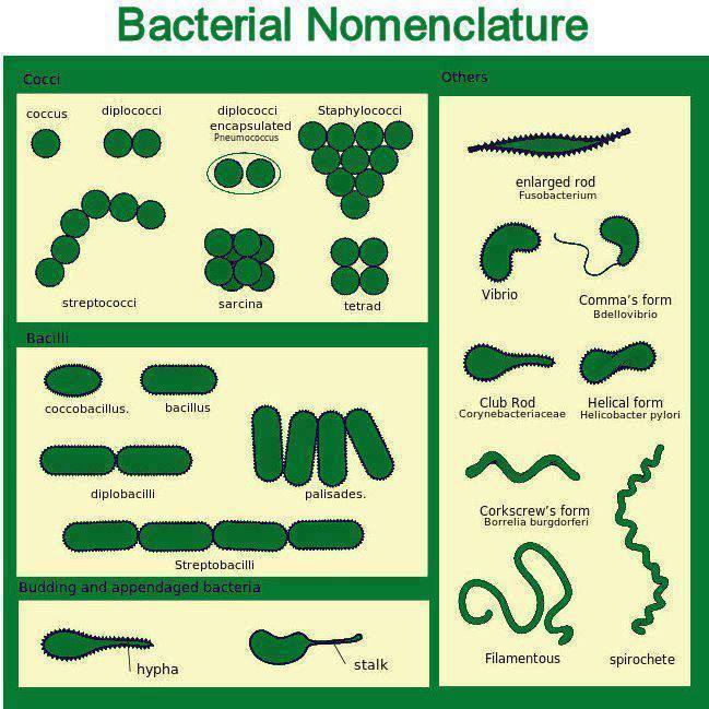 Bacterial Nomenclature