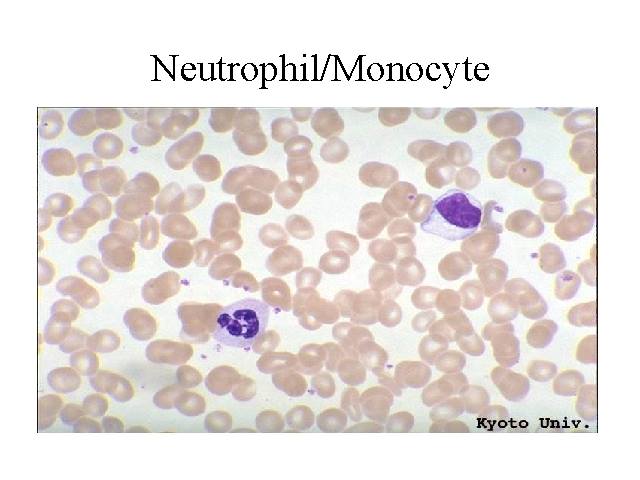 Neutrophil and Monocyte