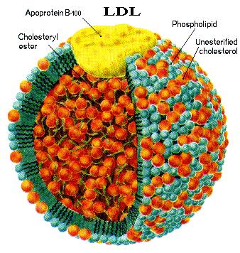 Ldl LDL cholesterol: