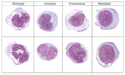 Monocyte morphology and maturation