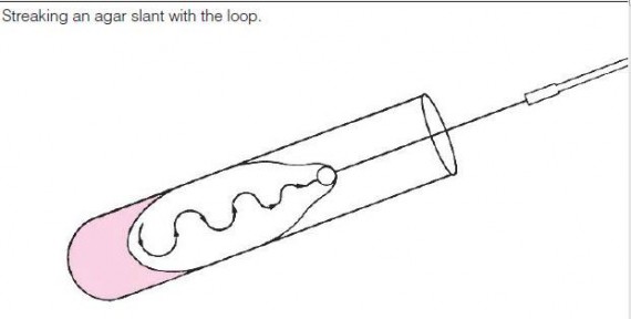 Streaking an agar slant with the loop