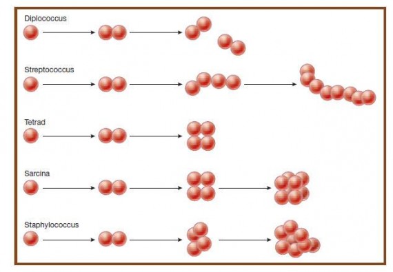 division patterns among cocci