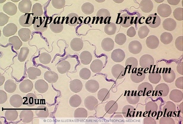 Trypanosoma Medical Laboratories Trypanosoma Medical Laboratories