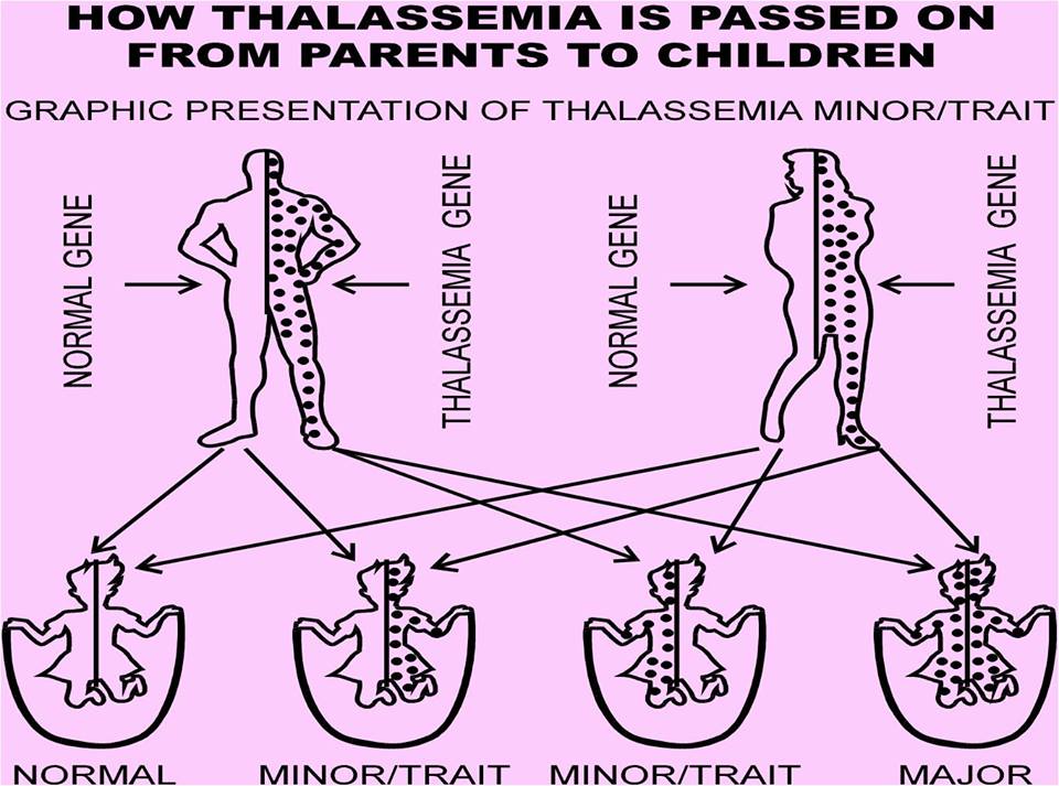How Thalassemia is passed on from parents to children