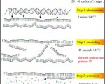 PCR basic steps