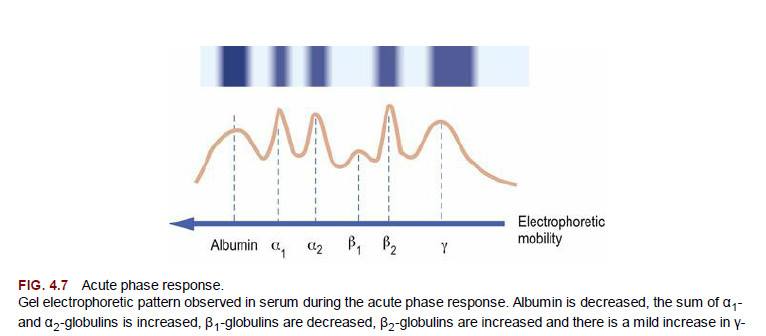 The Acute Phase Response