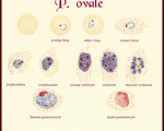 Plasmodium-ovale different stages