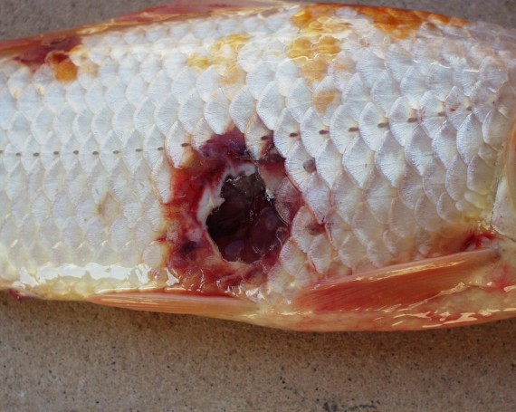 Aeromonas infection in fish