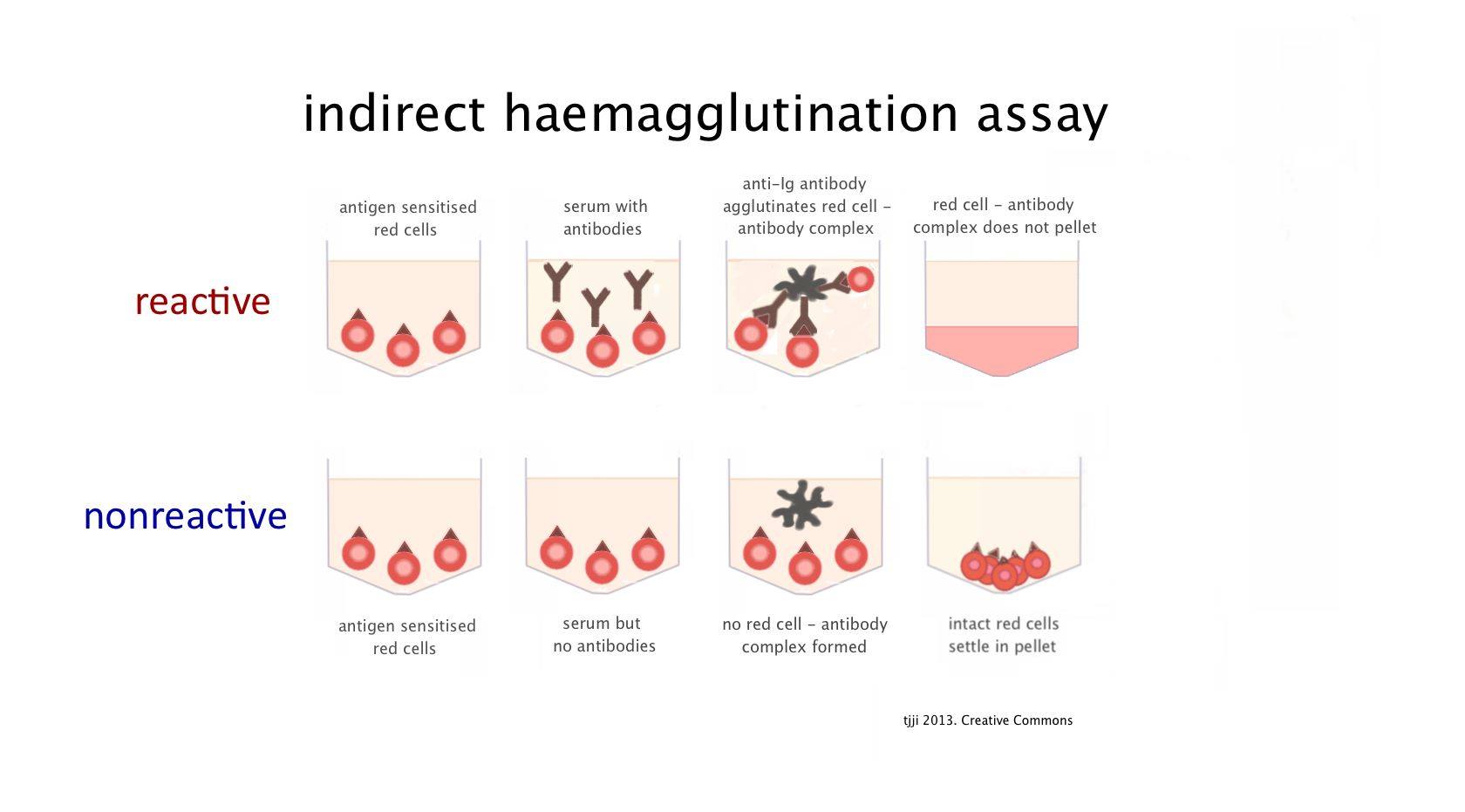 Indirect Haemagglutination Test