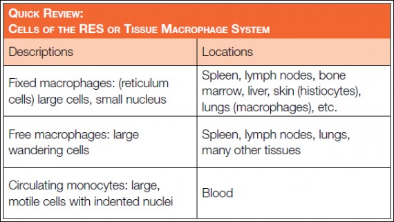 Cells of the RES or tissue macrophage system