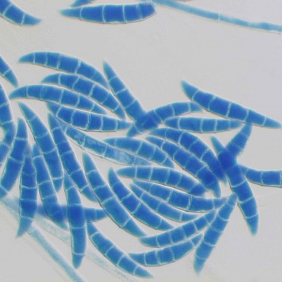 Fusarium culmorum