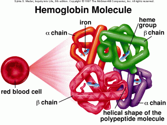 Hemoglobin Molecule