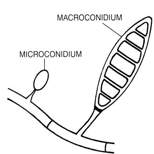 Macroconidia and miccroconidia
