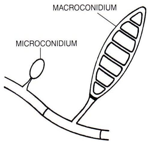 Micro and Macro Conidia
