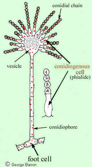 Phialide,Conidia and  conidiophore