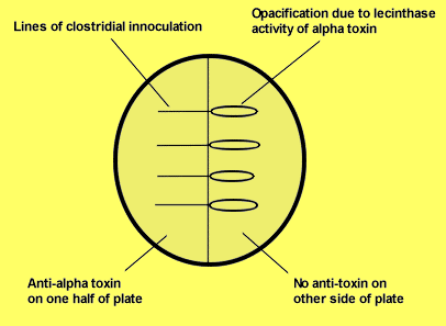 Procedure of Nagler Reaction
