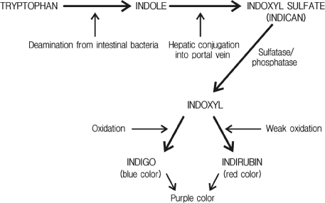 Biochemical pathway of conversion of tryptophan to indigo and indirubin involved in the development of purple urine bag syndrome. 