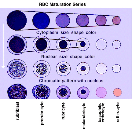 RBC Maturation Series