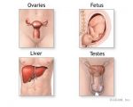 Alpha Fetoprotein AFP, Liver, Ovarian, Testes, Fetus abonrmality