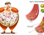 Bad vs Good Cholesterol