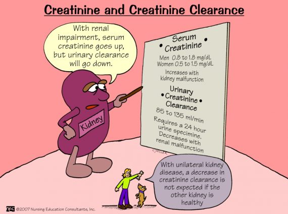 Creatinine  and Creatinine Clearance