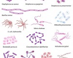 Different bacterial shapes