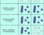 Gram staining