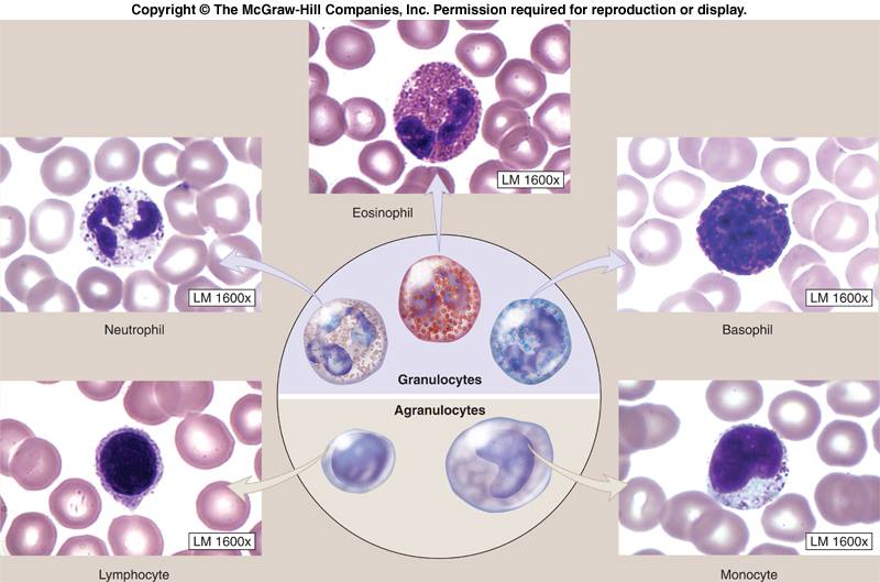 leukocytes-morphology-medical-laboratories