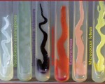 Pigment Production