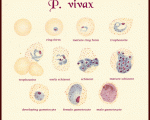 p.vivax with different stages